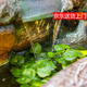 缘泉家大型田园假山喷泉流水鱼池客厅办公加湿室外花园水幕山水庭院摆件 688款小号-110x68x110cm 热卖款
