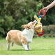 GiGwi dog toy pull-tug tug-of-war plush rubber toy bite-resistant pet toy speaks out