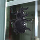 Simulación de control remoto de la pared Spina Web Celebridad Douyin Hot Insect Machine broma adultos Spoof Toys de niños 2.4G Control remoto Aprilización de la pared Lupao Trailer de pared Modelo de carga USB de doble modo-Recolección y batería