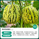 Shouhe Green Skin Melon Seeds Large Whole Melon Flower Skin Melon Seeds 100 capsules x 2 Cost-effective