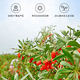 Ausgewählte Ningxia Special Red Wolfberry ohne geräucherte Schwefel und ohne Färben und ohne Wäsche und nahrhafte Gesundheit rotes Wolfbeertee-Tee in Konserven, Nichtraucher Schwefel Speziales hochgradiges Ningxia Red Wolfberry [250 Gramm]