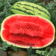 Xiangbin watermelon seeds, Ningxia selenium sand mountain stone melons, sown in all seasons, high yield, thin skin, medium ripe, super sweet, large fruit seeds, Desert No. 1 watermelon seeds 100 original x 10 packs