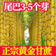 Mu Chun'ao sugarcane seeds, Guangxi black-skinned seeds, yellow-skinned high-yielding sections, 3 to 7 buds, crispy sweet green-skinned saplings, 100 black-skinned sugarcane sections (3-6 per section, less than 15cm