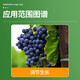 Lanyue Dagebao 3% Gibberellic Acid Thidiazuron Grape Prevents Fruit Drop, Promotes Fruit Set, Promotes Fruit Development and Growth Regulator 5.5g