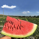Xiangbin watermelon seeds, Ningxia selenium sand mountain stone melons, sown in all seasons, high yield, thin skin, medium ripe, super sweet, large fruit seeds, Desert No. 1 watermelon seeds 100 original x 10 packs