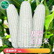 Sowing mood super sweet waxy corn seed black sweet waxy sticky colorful waxy fruit corn seed larvae field high yield big stick easy living hybrid <National Approval> white sweet waxy corn seed 1 pack 100g No Specifications