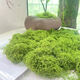 Simulated filamentous moss green micro landscape layout fake lawn fish tank landscaping rockery stone bonsai landscaping pavement dark yellow green 30g free 25g