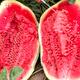 Yuhenong Xinong No. 8 watermelon seed seedlings with soil seedlings are suitable for southern large watermelon seeds. Sweet lazy man watermelon seeds 50 capsules 2 bags