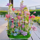 野花组合花种子除虫菊花种籽子四季播种开花格桑花花籽太阳花阳台 野花组合花种子【88种组合】五颜 四包新籽籽【3889粒粒】多种组合