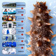 Tongrentang sea cucumber Dalian ready-to-eat sea cucumber individually packaged Liao cucumber 200g 6-8 solids 80% premium sea cucumber