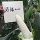Wannuo 2000 corn seed seed Wannuo 20 million glutinous 188 sweet waxy corn seed Hebei 200g new date Wannuo 2000