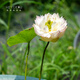 Mikrobrüche Lotuspflanzen Hydroponische Pflanzen Lotus kleine Lotus-Sämlinge Wurzeln und Stängel Lotus Schnecken Gartenblumen Nude Lotus Zhongfu [Mini] 8-15 cm