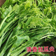 Pick undefeated and delicious luffa-tip asparagus heat-resistant vegetables, four-season luffa-tip asparagus seedlings, farm vegetable larvae, fragrant and tender luffa-tip asparagus seeds, new seeds this year, new seeds every particle, 3 packs of about 108 seeds + fertilizer