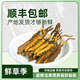 Fresh Cordyceps sinensis 2025 head period fresh grass authentic fresh harvest Cordyceps sinensis fresh grass SF Express cold chain shipment Tibetan fresh cordyceps sinensis 0.8g/root 20 roots