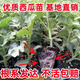 Watermelon seedlings grafted 8424 Extra Sweet Kirin Super Sweet Seedless Midu Watermelon Seedlings Potted Watermelon Seedlings Fire Super Sweet Buy 4+2 (Real Harvest 6) + Fertilizer