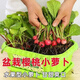 Collected by 20,000 people Four seasons cherry radish and fruit radish, eaten raw, red-skinned, white-fleshed radish, crispy, sweet and juicy Four seasons cherry radish and fruit radish (newly planted this year) Selected 1 pack (about 300 pieces)