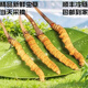 
Fresh Cordyceps sinensis 2025 Selected Alpine Fresh Cordyceps SF Express Cold Chain Direct Hair 1.2-1.4 grams/100 roots Tibet fresh grass 1.2-1.4 grams each 50 pieces of 3 pieces of free