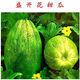 Shop Blooming Melon Super Sweet Melon Seeds Green Skin Green Flesh Early Mature Spring and Autumn Planting Fruit Seeds Xinjiang Blooming Melon Seeds Four Packs About 824 Tablets