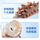 Fishing Travel Notes Ready-to-eat sea cucumber Dalian sea cucumber 500g Liao sea cucumber dry sea cucumber 13-17 pieces/Jin Jin equals 0.5 kg