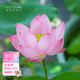 Mikrobrüche Lotuspflanzen Hydroponische Pflanzen Lotus kleine Lotus-Sämlinge Wurzeln und Stängel Lotus Schnecken Gartenblumen Nude Lotus Zhongfu [Mini] 8-15 cm