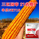 Suiyiman NK718 double-rod national-approved corn seed collection non-GMO dwarf big-rod corn seed large purple-rod corn seed NK718 upgraded rust-resistant version 4Jin Jin equal to 0.5kg, packed for planting 1.2 acres
