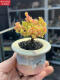 Zkhe Real Honey Orange Candy Ball Ramas de mandarina y albaricoque seco pequeño acantilado en forma de árbol Vieja Plantas suculentas un disparo un tiro 695 kumquat 6 cm 3.9 Fotos con macetas