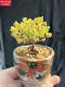 Zkhe Real Honey Orange Candy Ball Ramas de mandarina y albaricoque seco pequeño acantilado en forma de árbol Vieja Plantas suculentas un disparo un tiro 695 kumquat 6 cm 3.9 Fotos con macetas