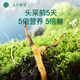 Ayishe Fresh First Cordyceps 0,7 à 0,8 g / 50 Corcons de sucre sucre à sucre sucre sucre sucre sucre sucre sucre sucre sucre sucre sucre sucre sucre sucre Sucre sucre sucre sucre sucre sucre sucre sucre sucre sucre sucre sucre sucre sucre sucre sucre