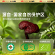 芝正元破壁灵芝孢子粉试用装6g 1g*6袋 三萜15.8%  增强免疫