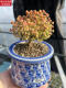 Zkhe Real Honey Orange Candy Ball Ramas de mandarina y albaricoque seco pequeño acantilado en forma de árbol Vieja Plantas suculentas un disparo un tiro 695 kumquat 6 cm 3.9 Fotos con macetas