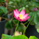 Mikrobrüche Lotuspflanzen Hydroponische Pflanzen Lotus kleine Lotus-Sämlinge Wurzeln und Stängel Lotus Schnecken Gartenblumen Nude Lotus Zhongfu [Mini] 8-15 cm