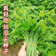Pick undefeated and delicious luffa-tip asparagus heat-resistant vegetables, four-season luffa-tip asparagus seedlings, farm vegetable larvae, fragrant and tender luffa-tip asparagus seeds, new seeds this year, new seeds every particle, 3 packs of about 108 seeds + fertilizer