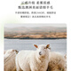 LisLAVE worsted wool short-sleeved sweater 2025 spring and summer new round neck thin sleeveless vest female temperament versatile slim original velvet rice JXWY1048 M
