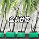Authentic Guangxi black-skinned sugarcane seedlings can be potted with 3 to 4 buds per root in the middle section and high survival rate. 5 black-skinned sugarcane seedlings