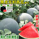 Qizhe black-skinned seedless watermelon seeds, super sweet, high-yielding, thin-skinned, red-heart, extra-large watermelon seeds, vegetable and fruit seed larvae for all seasons, selected grains, 1 pack of about 40 seeds, new black-skinned seeds