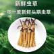 
Luzhangtang 2025 Fresh Cordyceps sinensis Cordyceps SF Express Cold Chain Direct Hair Selected Fresh Grass, each of Tibetan fresh Cordyceps 0.8 grams, 100 packs