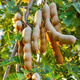 Laidong Tamarind Seeds, Yunnan Sweet Tamarind, Sweet Tamarind, Sour Plum, Green Tamarind, Tamarind, Tamarind, Tamarind, Tamarind, Tamarind, Tamarind Seeds, 5 capsules + fertilizer