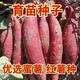 Sweet Potato Seed Tobacco Potato Watermelon Red Sweet Potato Sweet Potato Candied Sweet Potato Sweet Potato Seedling Seedlings Tobacco Potato Sweet Potato Seed Fruit 5Jin Jin is equal to 0.5 kg