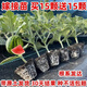 Watermelon seedlings grafted 8424 Extra Sweet Kirin Super Sweet Seedless Midu Watermelon Seedlings Potted Watermelon Seedlings Fire Super Sweet Buy 4+2 (Real Harvest 6) + Fertilizer