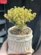 Zkhe Real Honey Orange Candy Ball Ramas de mandarina y albaricoque seco pequeño acantilado en forma de árbol Vieja Plantas suculentas un disparo un tiro 695 kumquat 6 cm 3.9 Fotos con macetas