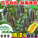 1163 items sold in 30 days. Super sweet Boyang No. 9 melon seedlings, cantaloupe seedlings, muskmelon seedlings with soil, horn honey and green treasure. Boyang melon seedlings/crisp and sweet/regular base seedlings. Buy 10+4 and send 14 seedlings +2 bags of fertilizer+tutorial.