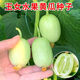 Mini Jade Girl Fruit Cucumber Seeds, raw, crispy, sweet and residue-free small cucumber seeds for four seasons potted balcony vegetable seeds Jade Girl Fruit Cucumber Seeds, mini type, about 101 pieces, new species this year