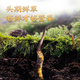 
2025 Fresh Cordyceps Authentic First-Stage Fresh Cordyceps 1.2g/root of genuine fresh grass for gift supplements 0.8-1.0g/root [Cryo-save] 50 roots for 6 fresh Cordyceps and gift boxes