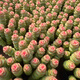 Qian Chuan Chuan 1 pot of succulent plant Qian Chuan Chuan