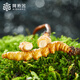 阿依舍新鲜冬虫夏草20克大号头茬鲜断草鲜冬虫草【源头直发】包邮