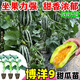 1163 items sold in 30 days. Super sweet Boyang No. 9 melon seedlings, cantaloupe seedlings, muskmelon seedlings with soil, horn honey and green treasure. Boyang melon seedlings/crisp and sweet/regular base seedlings. Buy 10+4 and send 14 seedlings +2 bags of fertilizer+tutorial.
