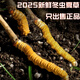
Fresh Cordyceps sinensis 2025 Selected Alpine Fresh Cordyceps SF Express Cold Chain Direct Hair 1.2-1.4 grams/100 roots Tibet fresh grass 1.2-1.4 grams each 50 pieces of 3 pieces of free