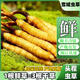 新鲜冬虫夏草头茬鲜草正品大号2025头期鲜草顺丰冷链产地直发 西藏鲜虫草每条0.6-0.7克30条装