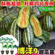 1163 items sold in 30 days. Super sweet Boyang No. 9 melon seedlings, cantaloupe seedlings, muskmelon seedlings with soil, horn honey and green treasure. Boyang melon seedlings/crisp and sweet/regular base seedlings. Buy 10+4 and send 14 seedlings +2 bags of fertilizer+tutorial.