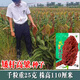 Dwarf wine glutinous sorghum king super ton iron short big head red sorghum seed dwarf bird-resistant brewing type high-yield sorghum short stalk ton grain king 110 2Jin Jin is equal to 0.5 kilograms
